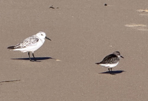 Calidris alba observed 2026-10-28