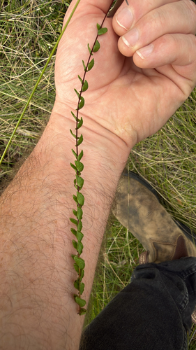 Adiantum observed 2026-10-28