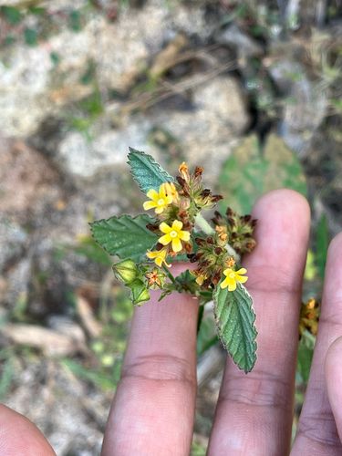 Waltheria indica observed 2026-10-26
