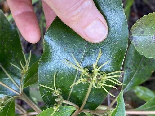 Coprosma lucida observed 2026-10-28