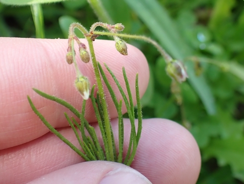 Spergula arvensis observed 2026-10-27