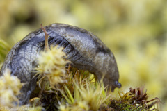 Prophysaon vanattae