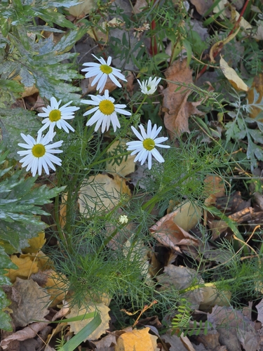 Chrysanthemum observed 2026-10-28
