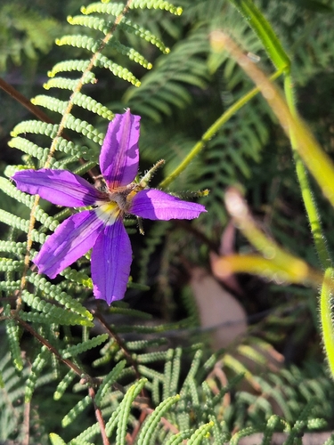 Scaevola observed 2026-10-28