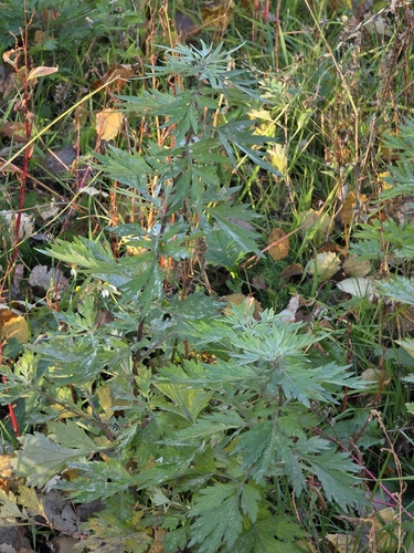 Artemisia vulgaris observed 2026-10-28