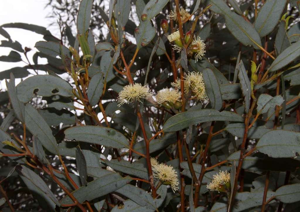 Eucalyptus cyanophylla; photograph (c) Russell Best, some rights reserved (CC BY)