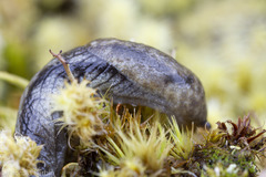 Prophysaon vanattae