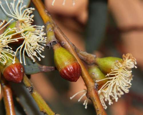Eucalyptus cyanophylla, photograph 1