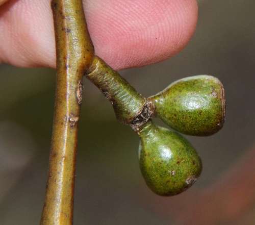 Eucalyptus cyanophylla, photograph 2