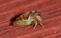 Cyrtolobus vau