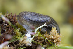 Prophysaon vanattae