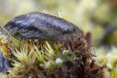 Prophysaon vanattae