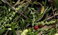 Chenopodium wilsonii