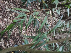 Parsonsia heterophylla