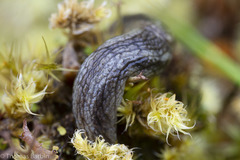 Prophysaon vanattae