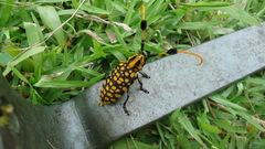 Aristobia approximator