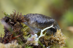 Prophysaon vanattae
