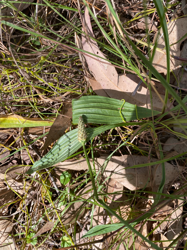 Plantago observed 2026-10-28
