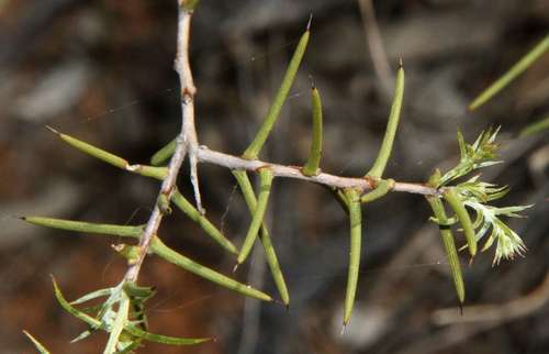 Image of Acacia nyssophylla by (c) Russell Best, some rights reserved (CC BY)