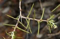 Acacia nyssophylla