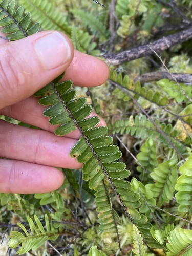 Nephrolepis observed 2026-10-28