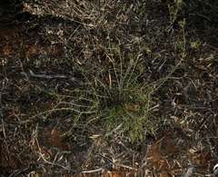 Acacia nyssophylla