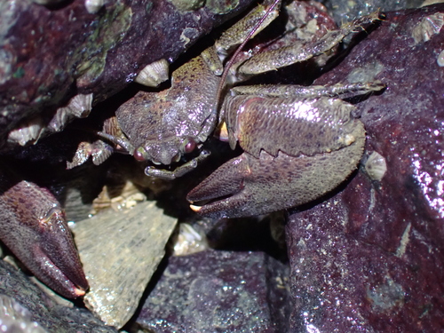 Petrolisthes observed 2026-10-28