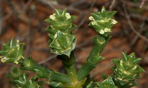 Image of Tecticornia triandra by (c) Russell Best, some rights reserved (CC BY)