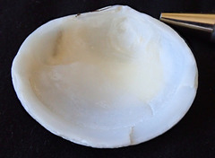 Pseudarcopagia decora