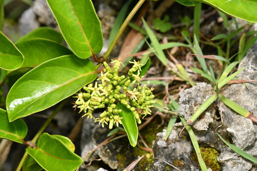 Parsonsia alboflavescens observed 2026-10-06