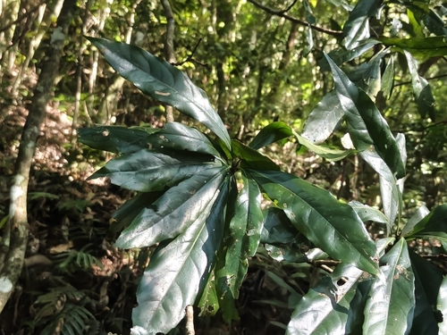 Schima superba observed 2026-10-28