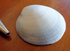 Pseudarcopagia decora