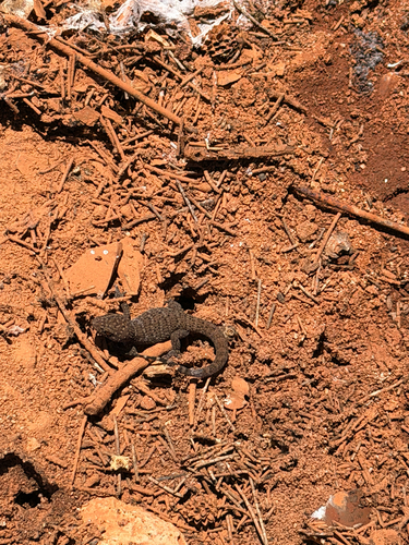 Heteronotia binoei observed 2026-10-26