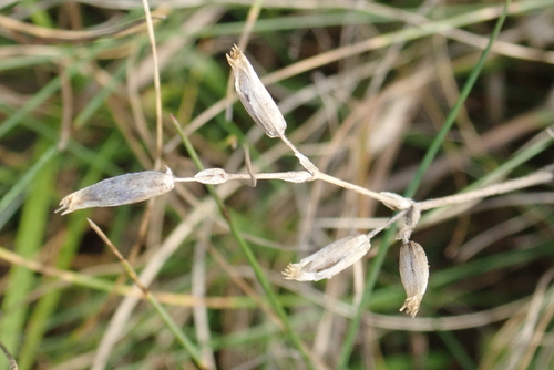 Cerastium observed 2026-10-27