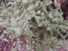 Leptecophylla juniperina