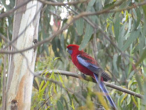 Platycercus elegans observed 2026-10-28