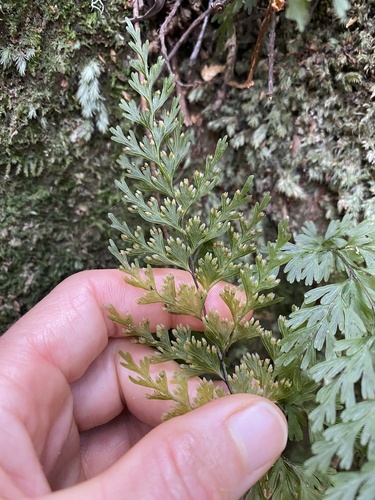 Hymenophyllum observed 2026-10-28