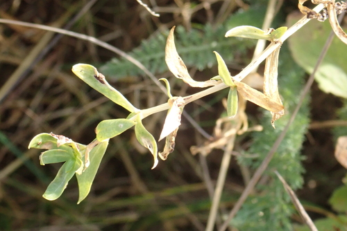 Cerastium arvense observed 2026-10-27