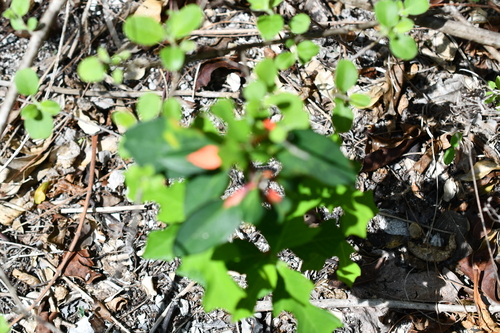 Euphorbia heterophylla observed 2026-10-28
