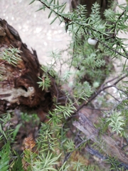 Leptecophylla juniperina