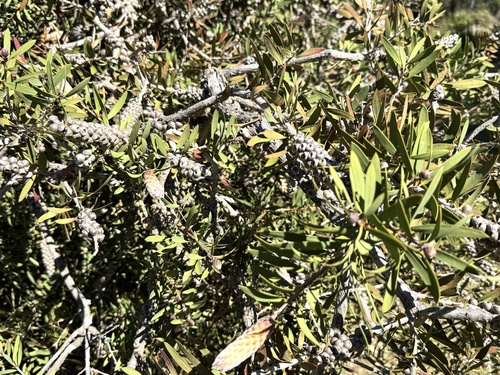Melaleuca pallida observed 2026-10-28