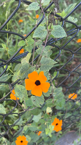 Thunbergia alata observed 2026-10-28