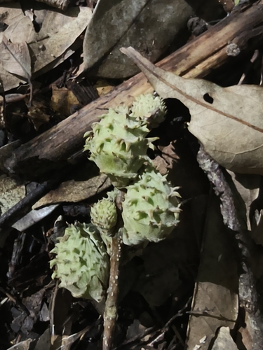 Castanopsis observed 2026-10-28