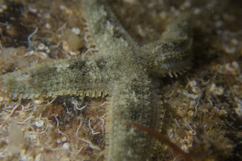 Allostichaster polyplax observed 2026-09-29