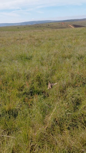 Coturnix coturnix observed 2026-10-28