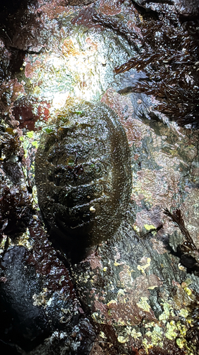 Chiton observed 2026-10-27