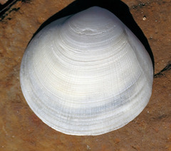 Pseudarcopagia decora