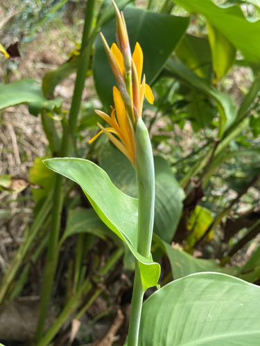Canna indica observed 2026-10-28