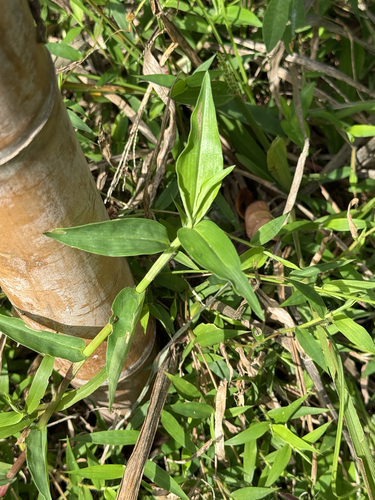 Commelina diffusa observed 2026-10-28