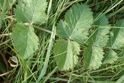 Pimpinella saxifraga, 2026-10-27
